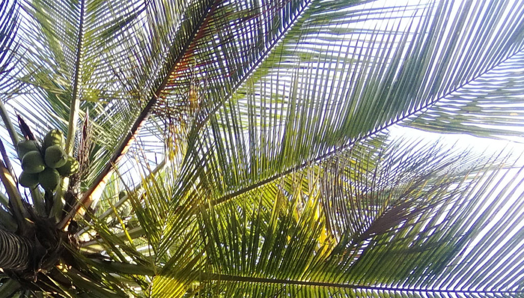 Palmun lehdet kuvattuna taivasta vasten.