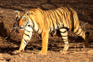 Tiger_in_Ranthambhore