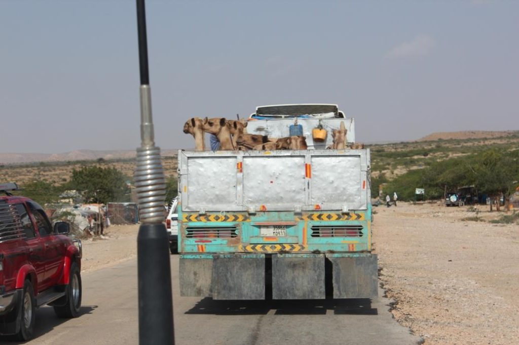 Somalimaassa paimentolaisina elävät kamelinkasvattajat tarkastavat päivän hinnan matkapuhelimillaan ja osaavat ajoittaa eläinten myynnin hintojen mukaan. Kuva: Matti Karvanen