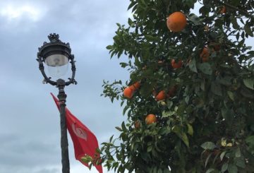 Tammikuisessa Tunisissa työpäiviä voi makeuttaa appelsiinipuiden alla. Syömäkelpoisuus on toinen kysymys. Kuva: Laura Saarinen