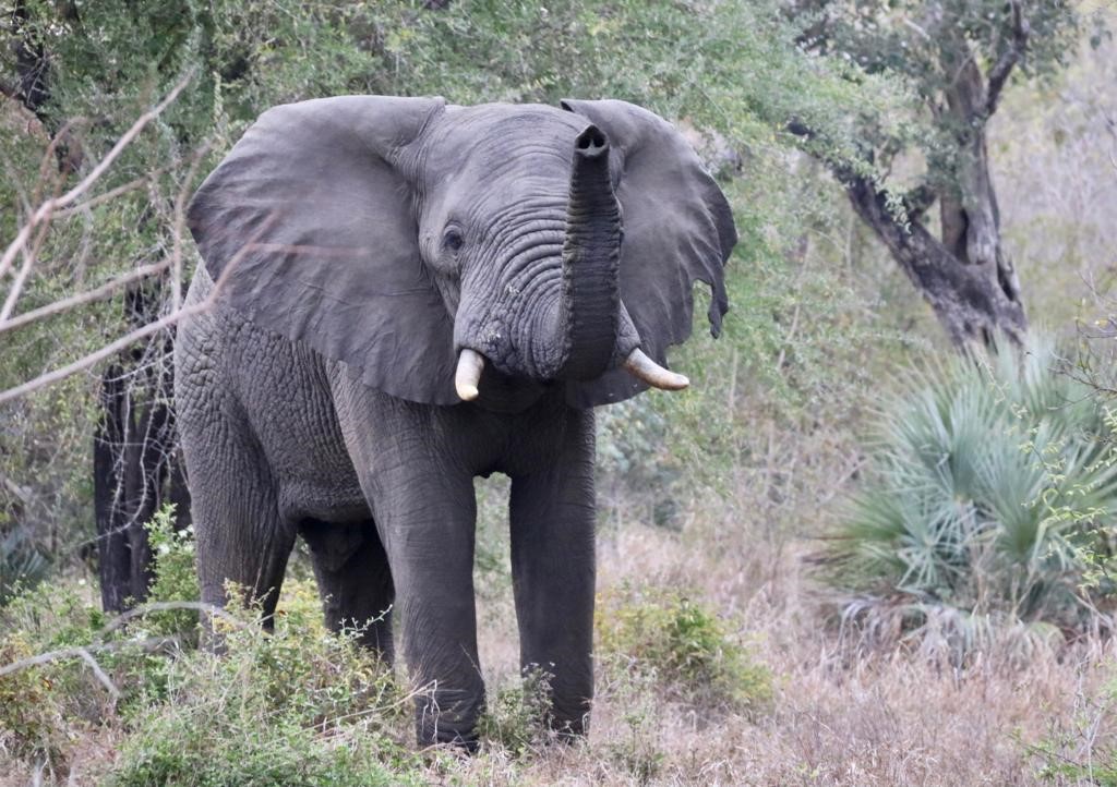 Gorongosan norsujen määrä on kymmenkertaistunut 1990-luvun romahduksen jälkeen. Kuva: Anna-Kaisa Heikkinen