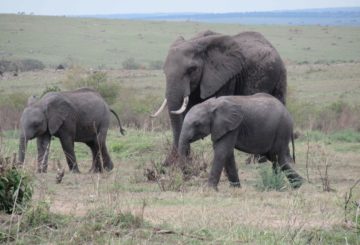 Elefantteja Keniassa. Kuva Ida Räsänen