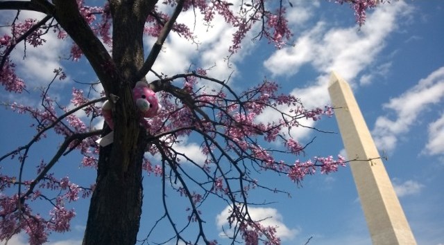 Washington Memorial kirsikkapuiden kukkinnan aikaan.