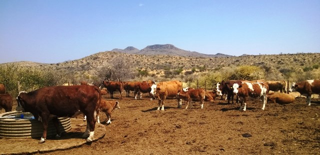 Namibiassa on yli kolme miljoonaa lehmää, jotka kasvavat vapaasti luonnossa. Kuva: Elisabet Kivimäki